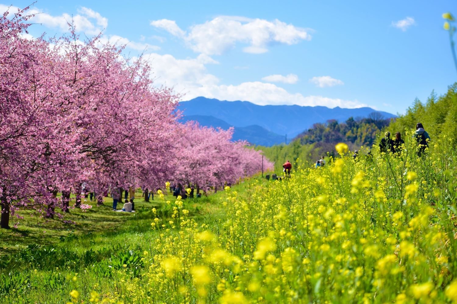 🌸 키타아사바 벚꽃 제방 공원(키타아사바 사쿠라즈츠미 코엔) 이미지 5